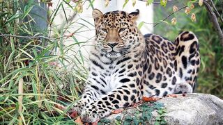 Animal breed - id | Trending HD Video