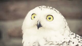 Animal breed - id | Trending HD Video