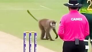 Monkey Dance in Cricket Field