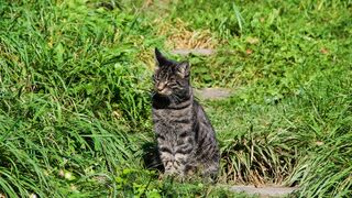Animal breed - id | Trending HD Video