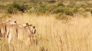 Lions Battle - Lions Protecting Mother.mp4