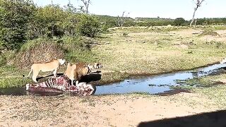 CRAZY! 4 Lion attack lioness to Protect Cub.mp4.2026