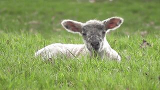 BaByliss - id | Trending HD Video