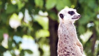 Animale - id | Trending HD Video