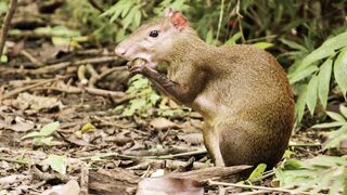 Animal breed - id | Trending HD Video