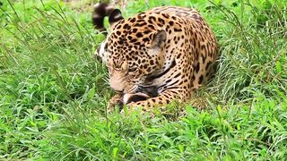 Animal breed - id | Trending HD Video
