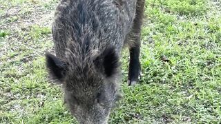 Stuffed Animal - wild boar grazing in lush green field | Trending HD Video