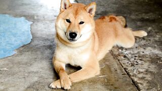 Funnyfuzzy - id | Trending HD Video