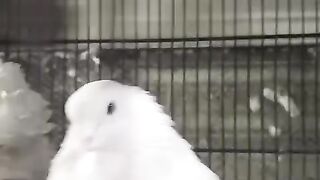 Motu motu