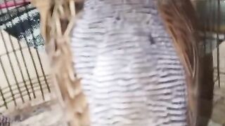 Tetar bitter