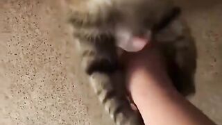 Try Not To Laugh | Funniest Cats Compilation 2025 part 56 #cutecats #catvideos #catmemes #funnycat