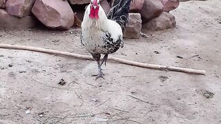 انضر ماذا يفعل هذا الديك المغربي