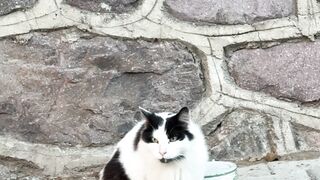 Catheter - black and white cat by stone wall outdoors | Trending HD Video