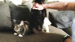 CATRICE - faceless man petting a cat | Trending HD Video