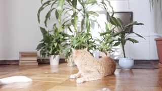 Catbird - three cats resting on the floor | Trending HD Video