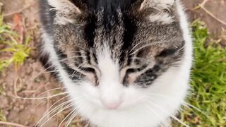 CATRICE - high angle shot of a cat | Trending HD Video