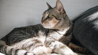 Cato - relaxed tabby cat lounging on sofa | Trending HD Video