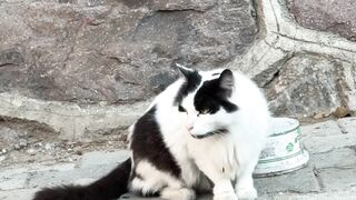 Cato - adorable black and white cat on stone steps | Trending HD Video