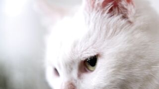 Catbird - close up footage of a white cat s face | Trending HD Video