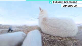Greenland sled dog steals and chews $700 camera