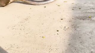 Tupai versus KINGCOBRA