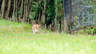 Animale - id | Trending HD Video