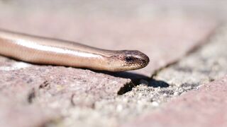 Animal breed - id | Trending HD Video