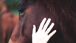 Animal breed - close up view of persons s hand touching a brown horse s head | Trending HD Vide