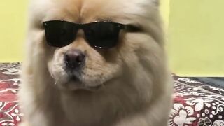 Mylo hai Mylo