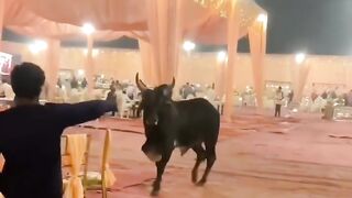 ladke ka fufa hun ????????????| Animal funny dubbing