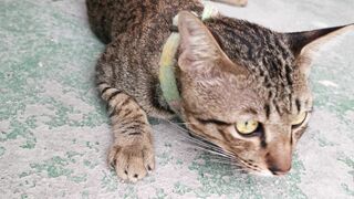 Cato - a pet cat resting on the concrete flooring | Trending HD Video