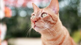 Catheter | Trending HD Video