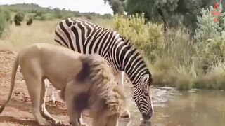 Хищники в деле, лев попался на рога.