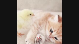 Friendship