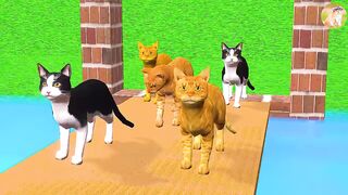 Learn Colour for Kids Moneys and Colours Cats