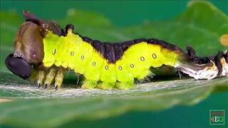Beautiful butterfly