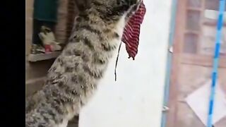 cat cute enjoy \funny cat video \pets videos