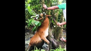 A boy is helping a cow in serrius momentt