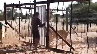 ANIMAL