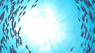 Amazing video view