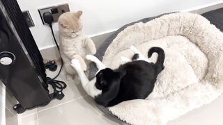 Annoying Kitten Keeps Bothering Older Cat