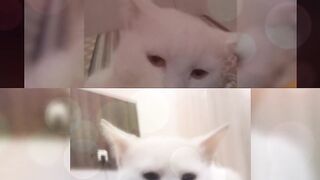 Cat pictures