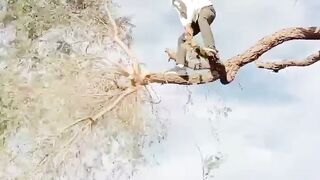 worst example of working at height | unsafe work practices