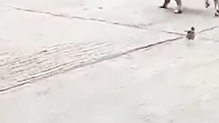 chicken and dog best funny #funny