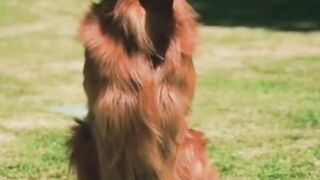 Pets & animals