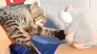 Funny cat moment