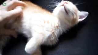 Funny cute Cats/3