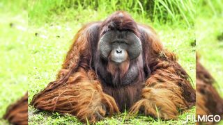 Orangutan