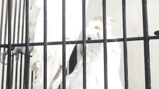 Beautiful white cockatoo parrot