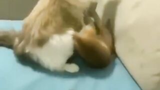 Funny cat